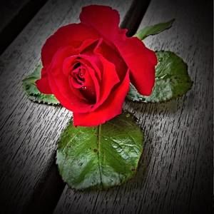 Meet your Posher, Lena